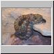 Schwarze Arizona- Prärieklapperschlange