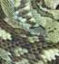 Schwarzschwanzklapperschlange (Crotalus molossus molossus)