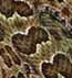 Hopi Prärieklapperschlange, (Crotalus viridis nuntius)