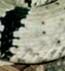 Felsenklapperschlange aus den Franklin Mountains (Crotalus lepidus klauberi)