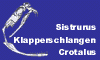 www.klapperschlangen.de